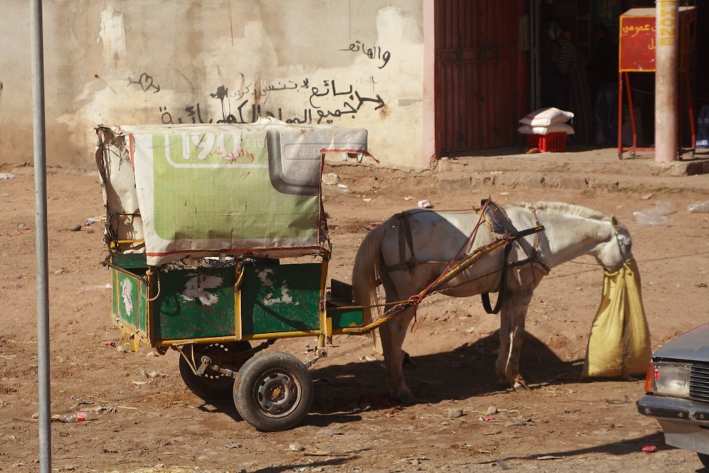 01-Feeding the donkey.jpg - Feeding the donkey